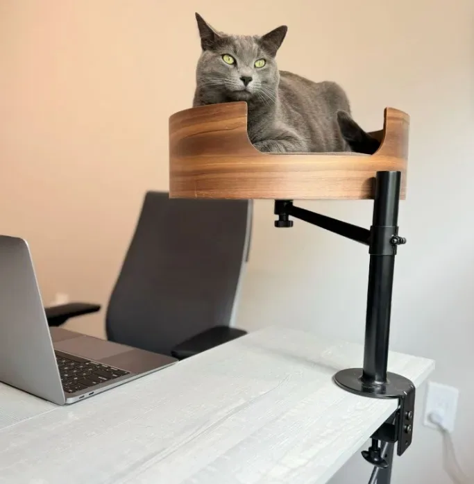 A grey cat sitting in the Desk Nest, a wooden cat perch clamped to a desk above a laptop