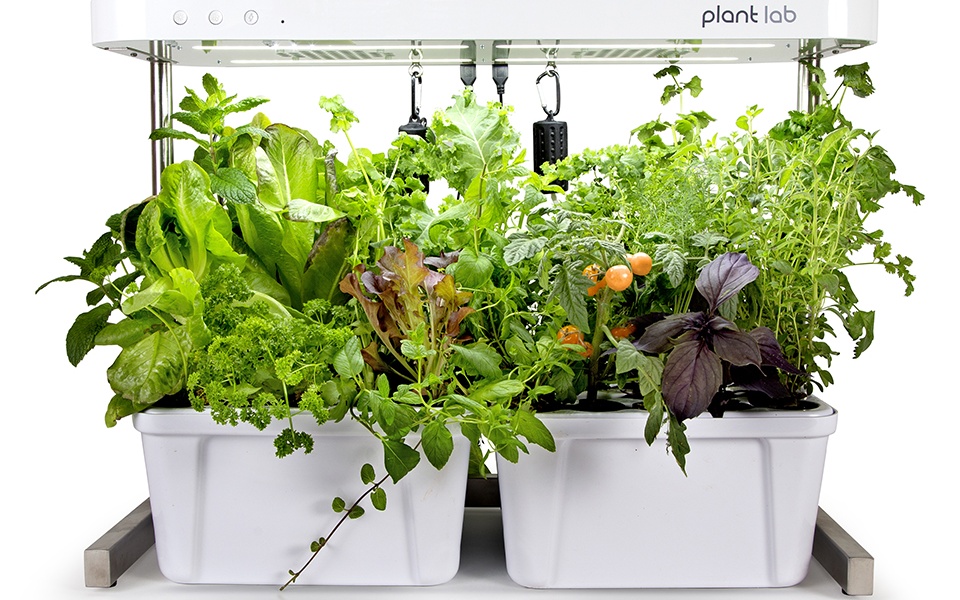 Plants growing in a plant lab