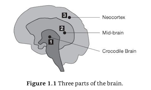 A diagram of the brain that shows the three parts of the brain: Neocortex, Mid-brain and Crocodile brain.